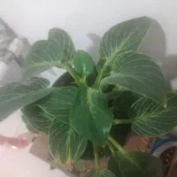 تعویض گل آپارتمانی با پرنده خونگی یا ماهی اکواریمی|گل و گیاه طبیعی|کهریزک, |دیوار