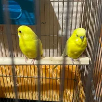 یه جفت مرغ عشق مولد معاوضه دارم|پرنده|سرپل ذهاب, |دیوار