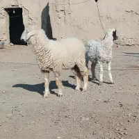 دوکابرپاکستانی و بره نر پلواری|حیوانات مزرعه|زابل, |دیوار