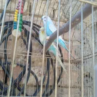 مرغ عشق زیبا جفت