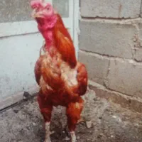 مرغ وخروس لاری و ساده