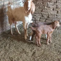 بز بزغاله میش|حیوانات مزرعه|تربتحیدریه, پائین ولایت|دیوار