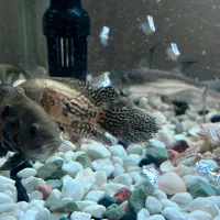 فروش آکواریوم سی استار شیشه خمیده در حد نو|ماهی|تهران, افسریه شمالی|دیوار