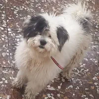 سگ شیتزو ۱ساله شناسنامه دار