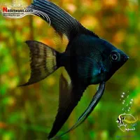 آنجل بلک(مشکی)