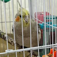 دو عدد عروس هلندی همراه با قفس