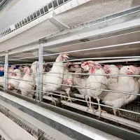 فروش پولت LSL تخم گذار صنعتی