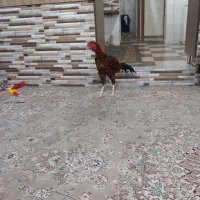 خروس لاری ۴دنگ|حیوانات مزرعه|سبزوار, باهنر|دیوار