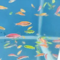 گوپی آنجل کالر زبرا فایتر پلاتی لجنخوار کتفیش|ماهی|قزوین, |دیوار