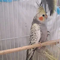 عروس‌‌هلندی‌‌‌‌۴‌ماه