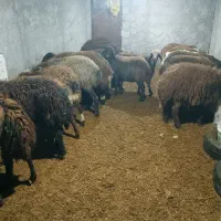 تعداد20 بره ماده|حیوانات مزرعه|اردبیل, |دیوار