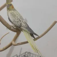 عروس هلندی ۸۵۰