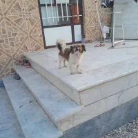 نژاد اشتپیز