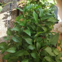 فروش گل|گل و گیاه طبیعی|بهشهر, |دیوار