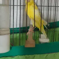 قناریه نر رسمی بلند مست|پرنده|کرج, گلشهر|دیوار