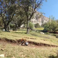 کار با اره برقی از تک درخت تا چند هکتار یا هرص