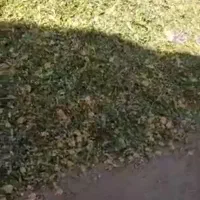 ذرت علوفه پر دان 7000|عمده‌فروشی|لالجین, |دیوار