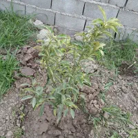 زمین-باغی