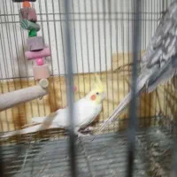 عروس هلندی نر