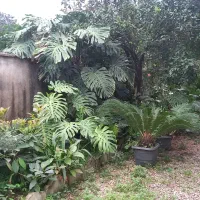 فروش گل برگ انجیری و سیکاس|گل و گیاه طبیعی|کلارآباد, |دیوار