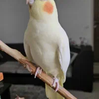 عروس هلندی زیبا