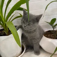 گربه اسکاتیش|گربه|شیراز, تپه تلویزیون|دیوار