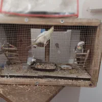 فنچ و عروس هلندی|پرنده|بجنورد, |دیوار