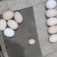 تخم مرغ نطفه دار نژاد گلپایگان