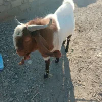 چبش تخمی گلابی نژاد اصیل نهبندان|حیوانات مزرعه|نهبندان, |دیوار