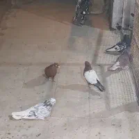 کبوتر|پرنده|شیراز, شهرک فجر|دیوار