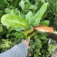 عضو شو بازدید کن هدیه ببر|گل و گیاه طبیعی|اصفهان, شاه پسند|دیوار