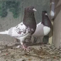 کبوتر جوجه|پرنده|مشهد, شهرک شهید باهنر|دیوار