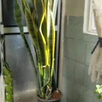 گل سانسوریا