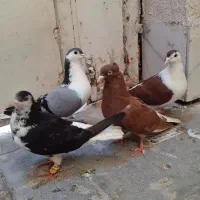 کفتر ماده ساده و پولکی