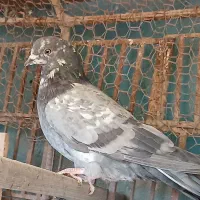 کفتر ماده|پرنده|بومهن, |دیوار