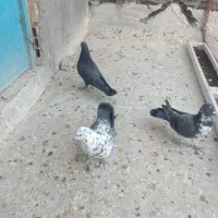 کبوتر ۳ تا نر|پرنده|قم, نخودی|دیوار