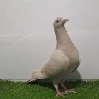 کبوتر پلاکی رنگی