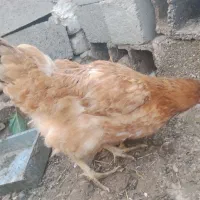 مرغ|حیوانات مزرعه|سمنان, |دیوار