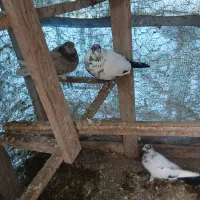 کبوتر|پرنده|کوچصفهان, |دیوار