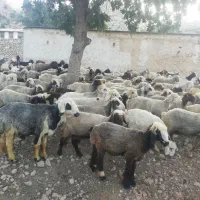 سلام معاوضه تعدادی بزداشتی بازمین اپارتمان|حیوانات مزرعه|کازرون, |دیوار