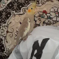 عروس هلندی اهلی