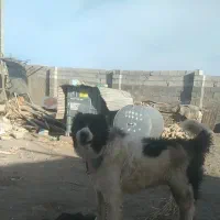 واگذاری سگ قدرجونی|سگ|سیرجان, |دیوار