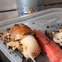 حلزون آفریقایی