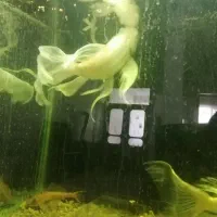 ماهی کوی سوپربال|ماهی|ملک‌آباد, |دیوار