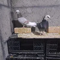 کبوتر پرشی به شرط