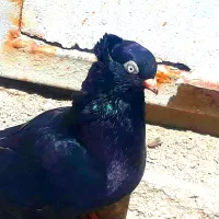 کبوتر همه باهم