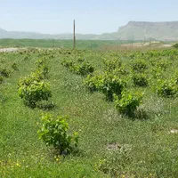 فروش ۲هکتار زمین صنعتی تجاری|فروش دفتر صنعتی، کشاورزی، تجاری|سرپل ذهاب, |دیوار