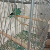 گرینچیک|پرنده|فولادشهر, B2|دیوار