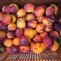 شلیل برای لواشک