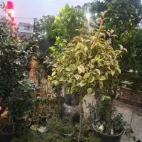 گل گیاه درختچه های زینتی طبیعی